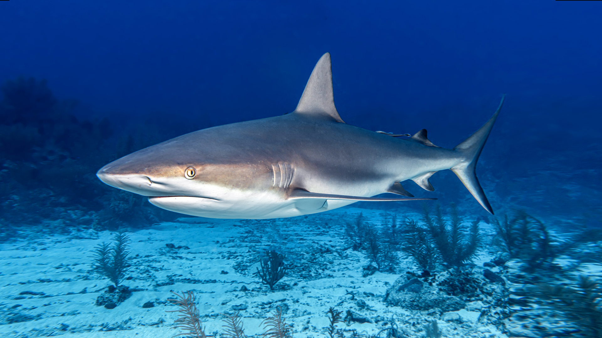 鲨鱼（软骨鱼纲动物）-呆小帽百科